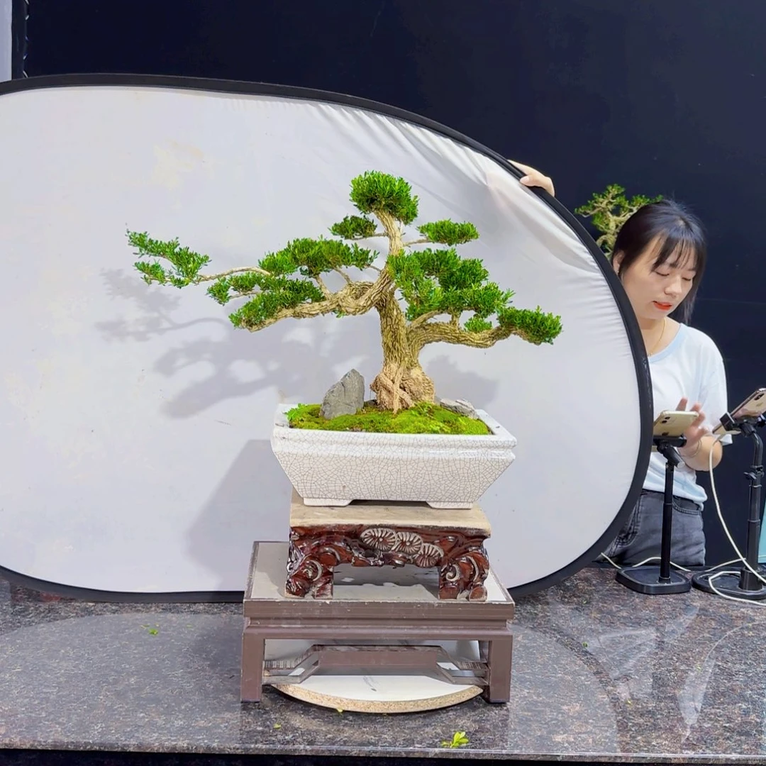 当前无花朵，栽培后可花朵
