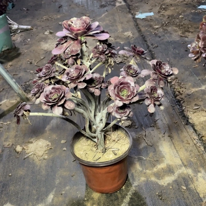 4圆叶法师多肉植物多肉