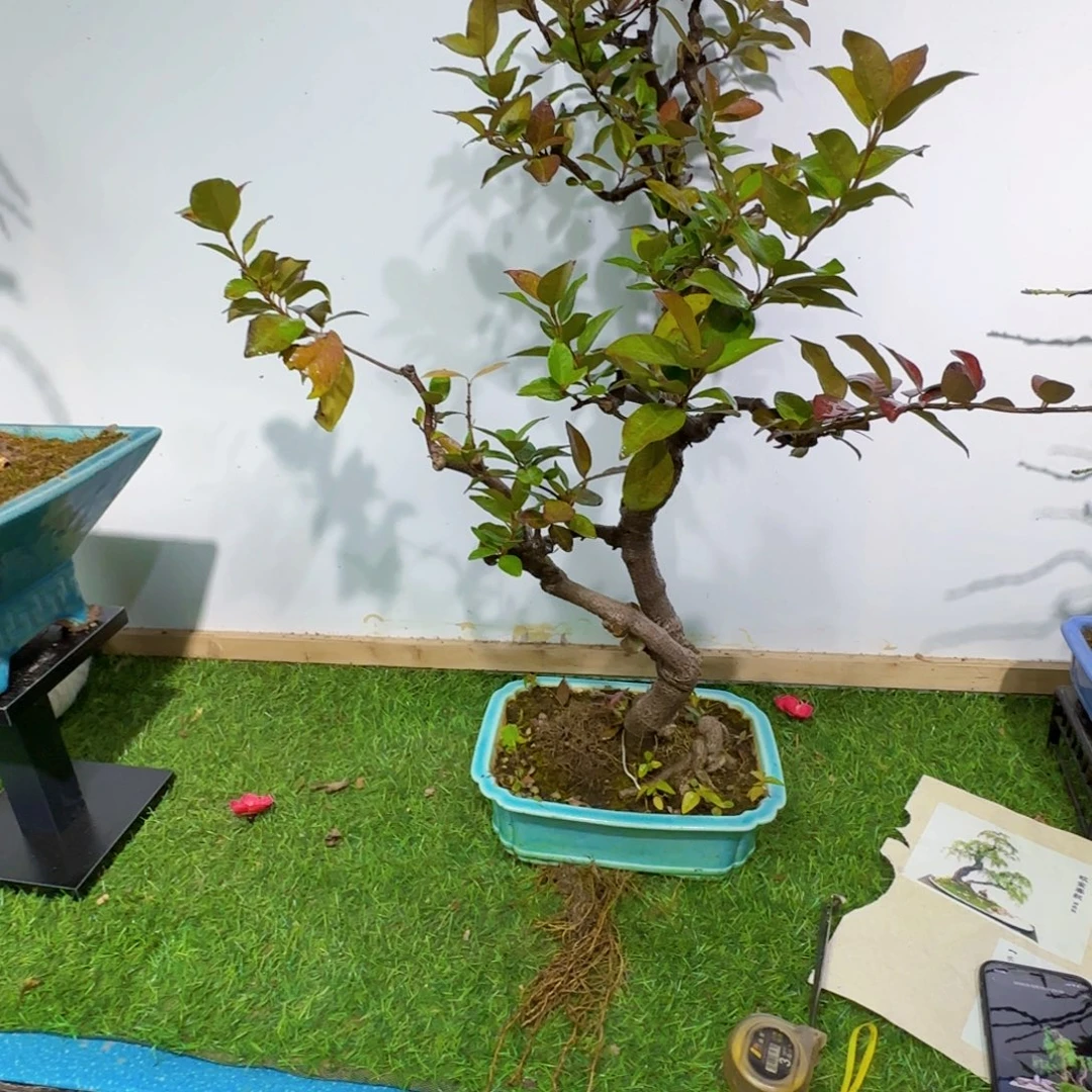 马***地无花朵风车茉莉带盆包邮