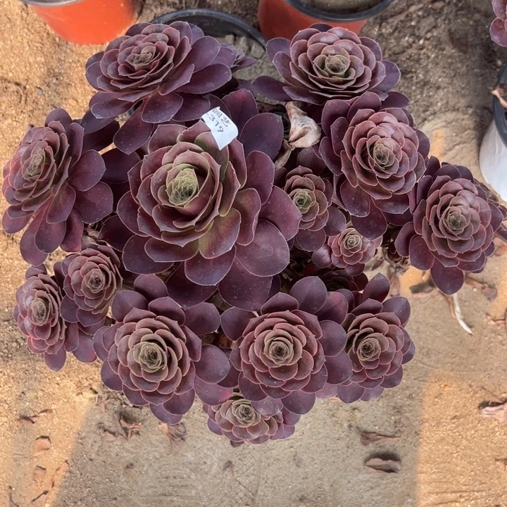 魅金玫瑰多肉植物大丛林319