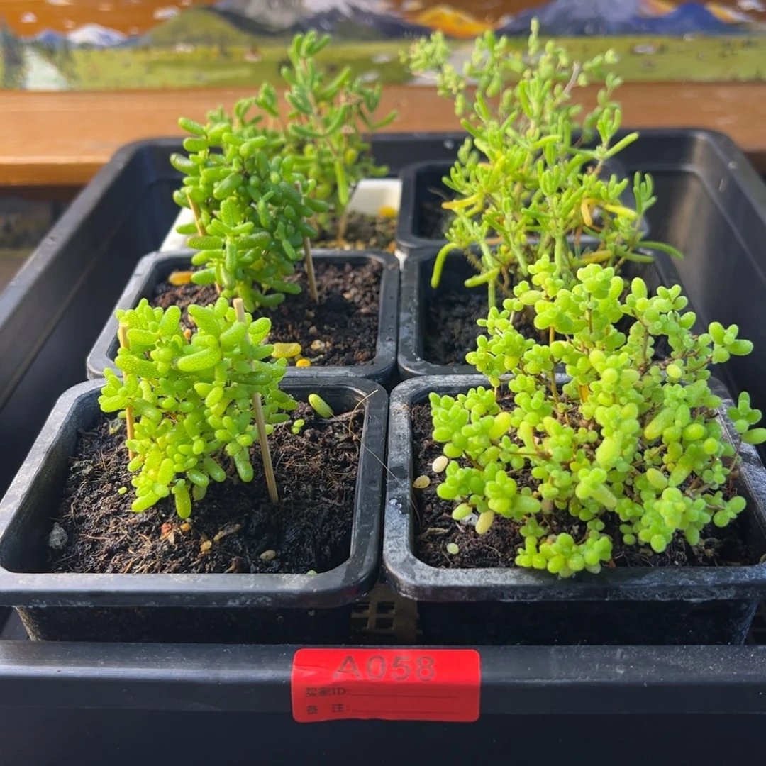 枝干番杏多品种058安