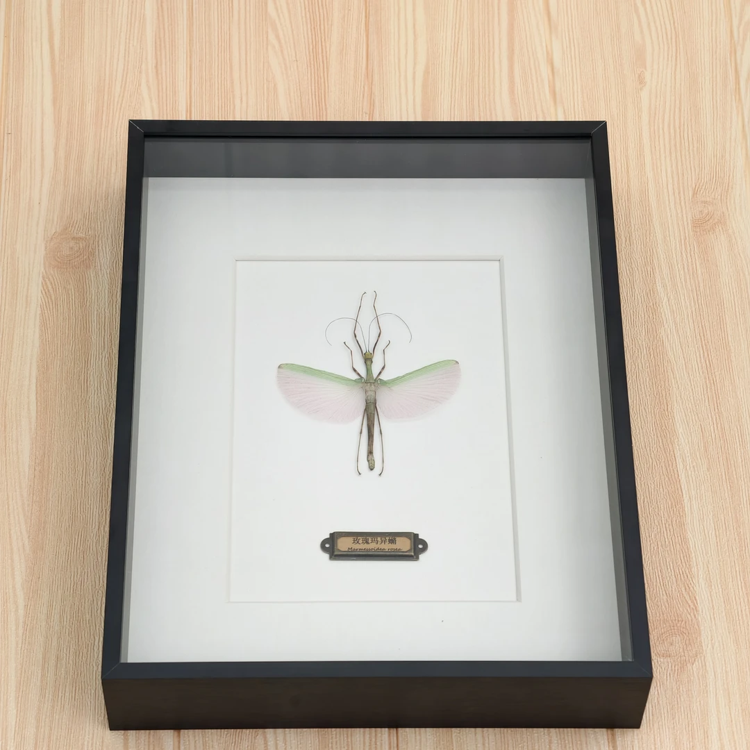玫瑰玛异䗛真实标本竹节虫标本16寸金属相框装饰画