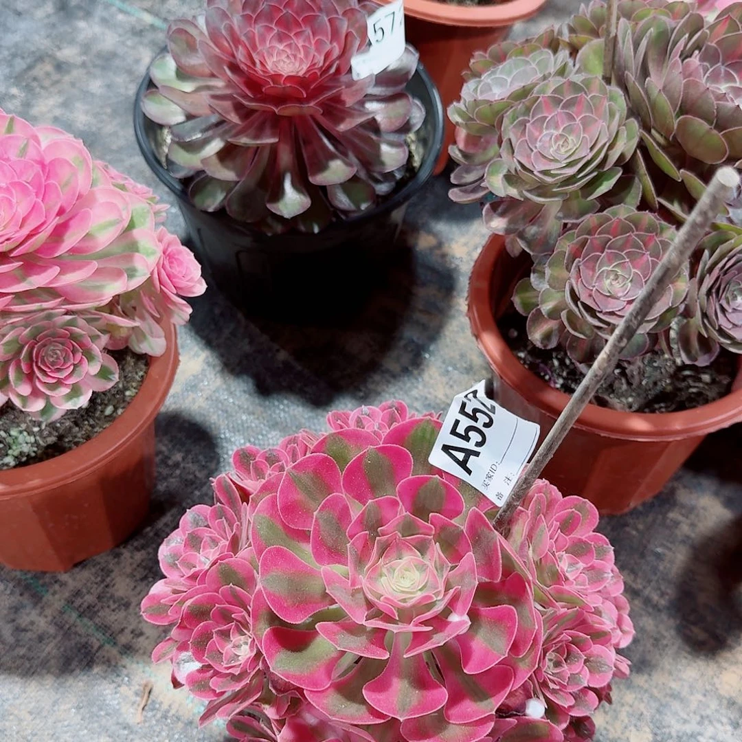 老***于粉女巫多肉法师552