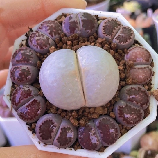 无花朵1282，1.6-3.3厘米