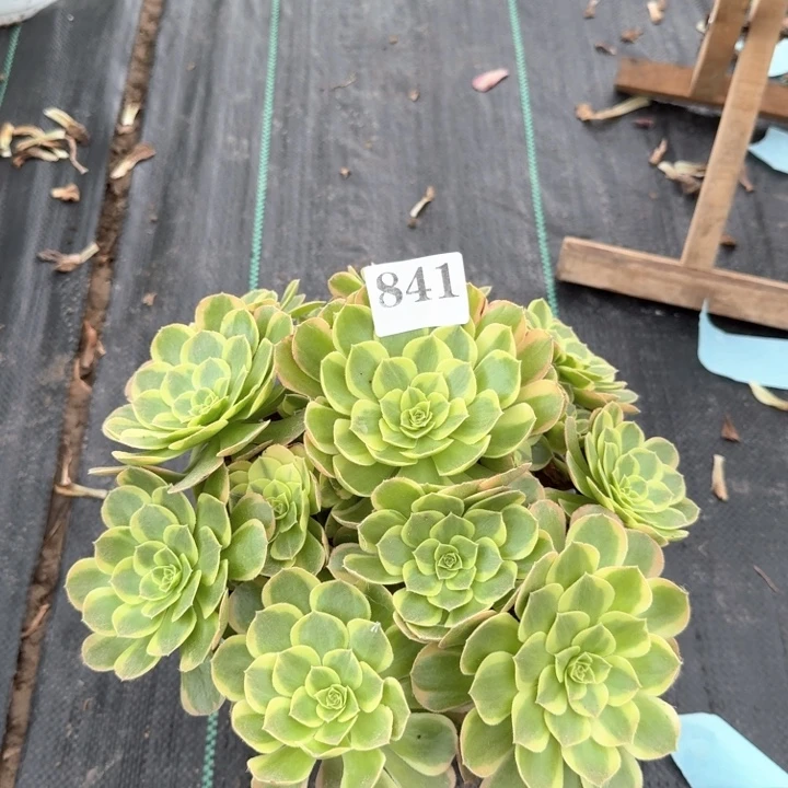 奶白法师一颗，841