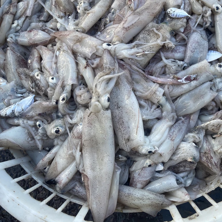 内港管一口管 顺丰冷链 祥芝发货