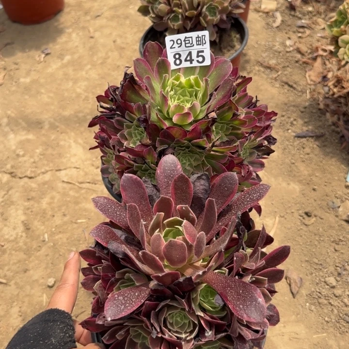 845……2颗……多肉植物……
