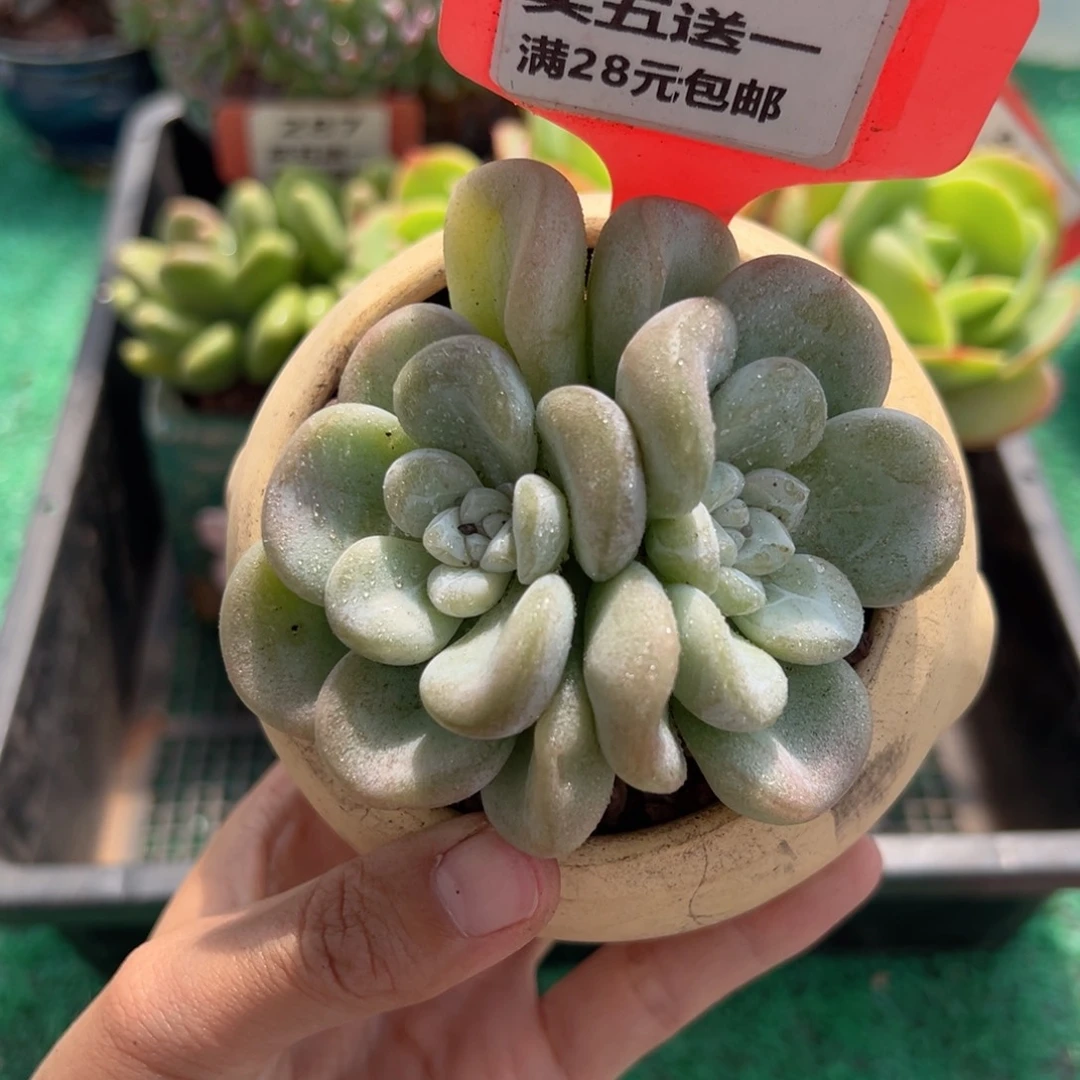 表妹精品多肉植物575.