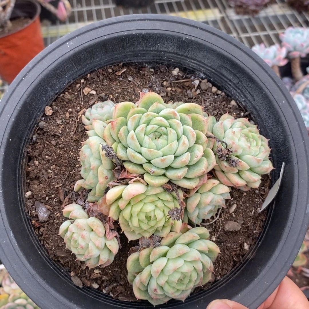 2904麦秆女王一物一拍