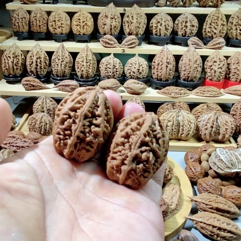 文玩核桃把件天*老珊瑚