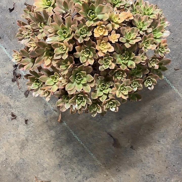 天***梦多肉植物甜茶锦……