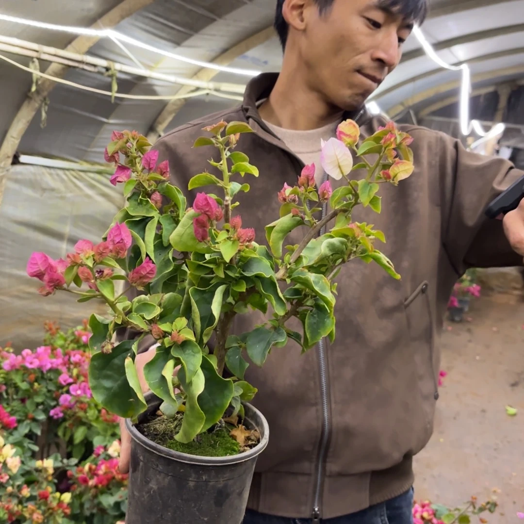 完全开放（雷克多2号）三角梅会落花落叶会光杆苗有大有小