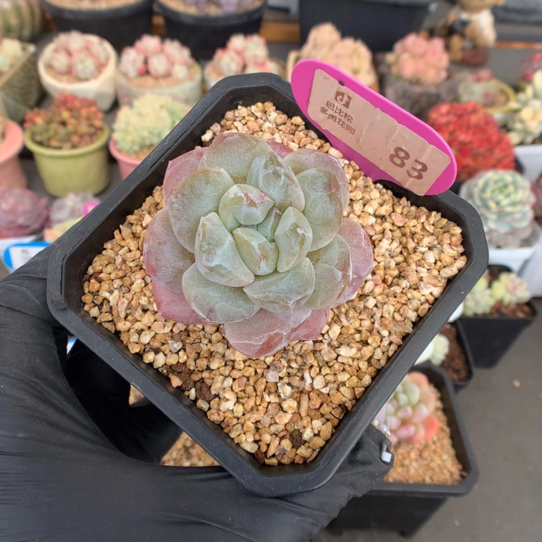 83 冰玉石化多肉多肉