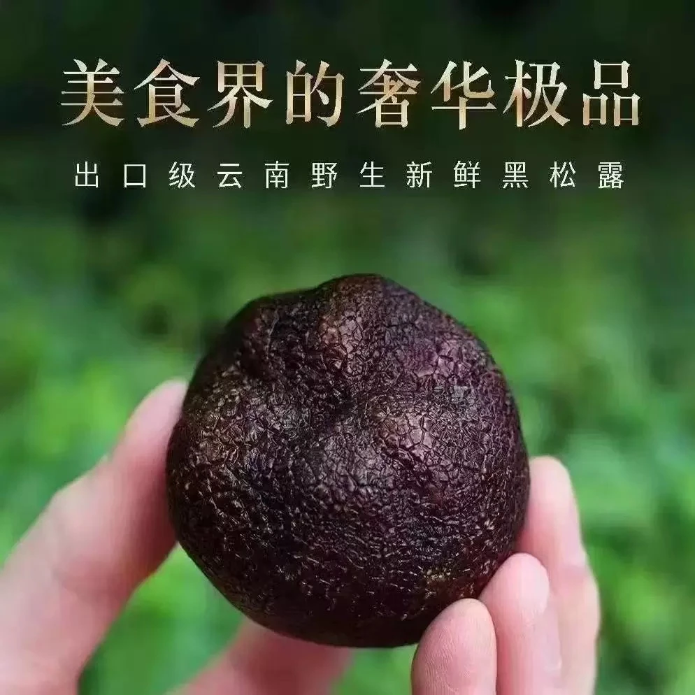 云南新鲜野生黑松露1-8cm特级黑松露