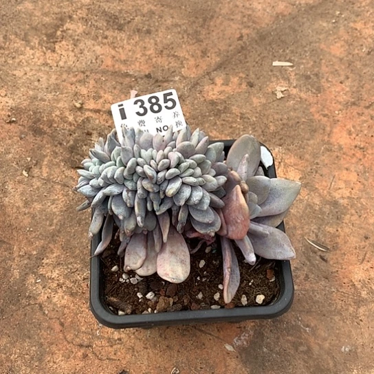 嘿***七粉兔缀化385 亏本处理退单拉黑7-8发