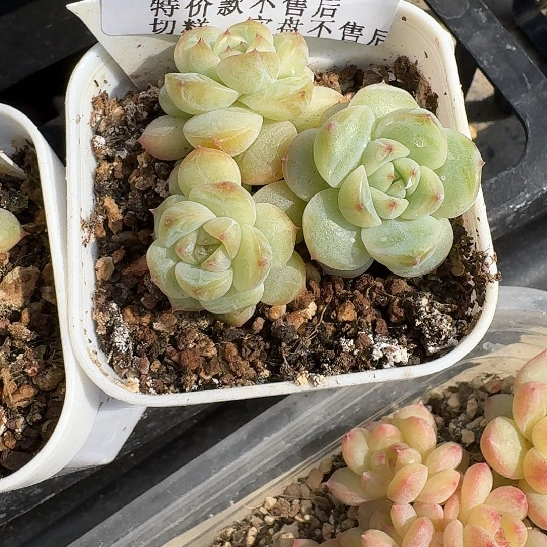 ****马如图0403白方121一颗