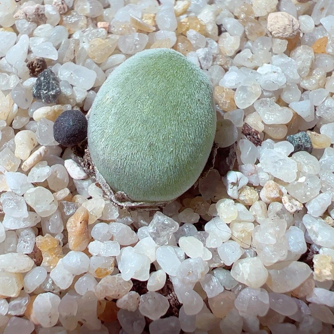 1214-112多肉多日宝辉玉