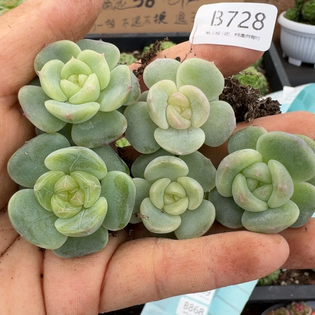 一物一拍一物一拍1026-728
