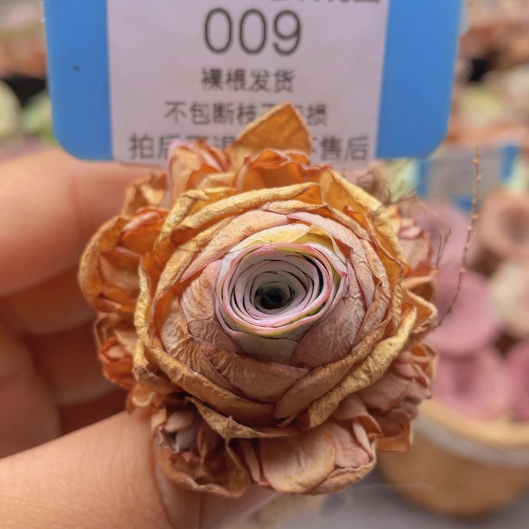 山地玫瑰009裸根发货不售后