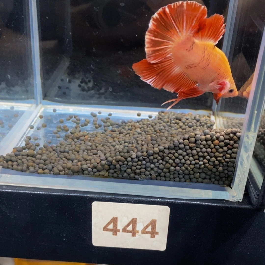 蒙****斗鱼444巨斗111111