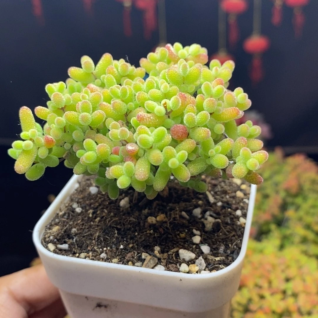 无花朵768号蜜橘糖球枝干