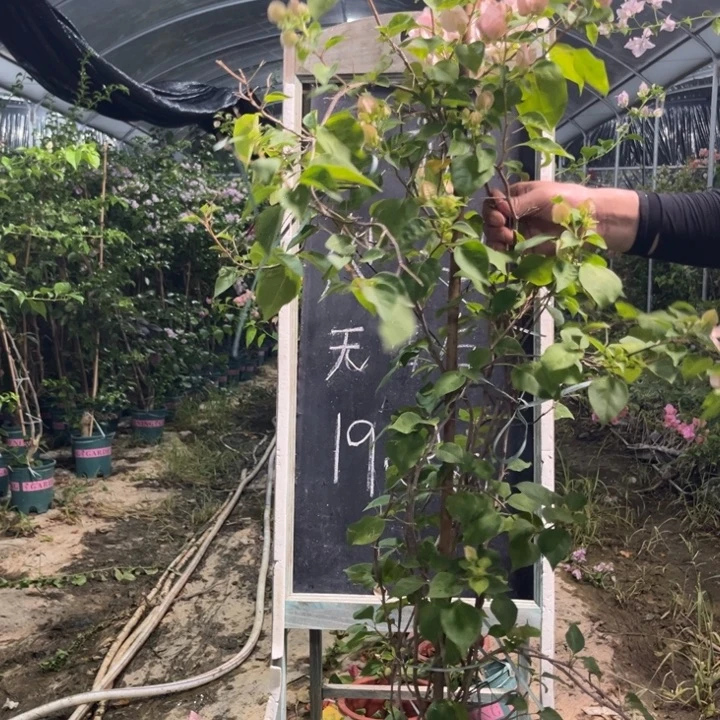 无花朵三角梅三角梅1306