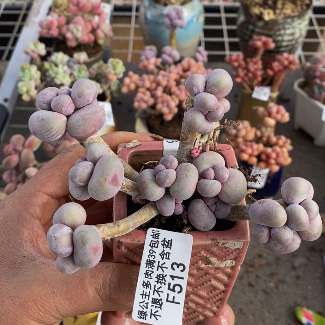 芭比奶酪513/9c m