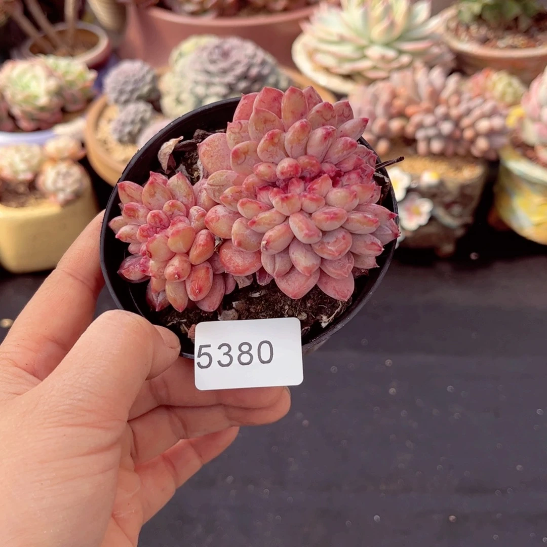 静*5380粉珍妮缀化多肉