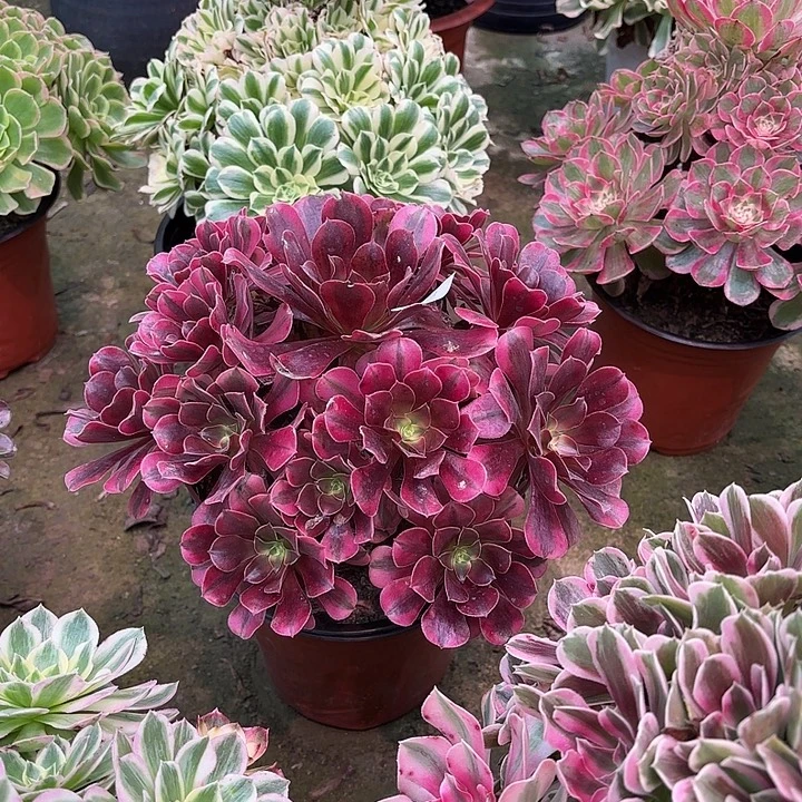 多肉植物美杜莎00609