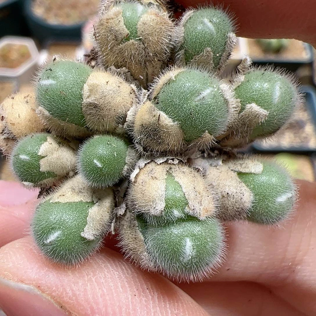 【闪购商品】313 毛球
