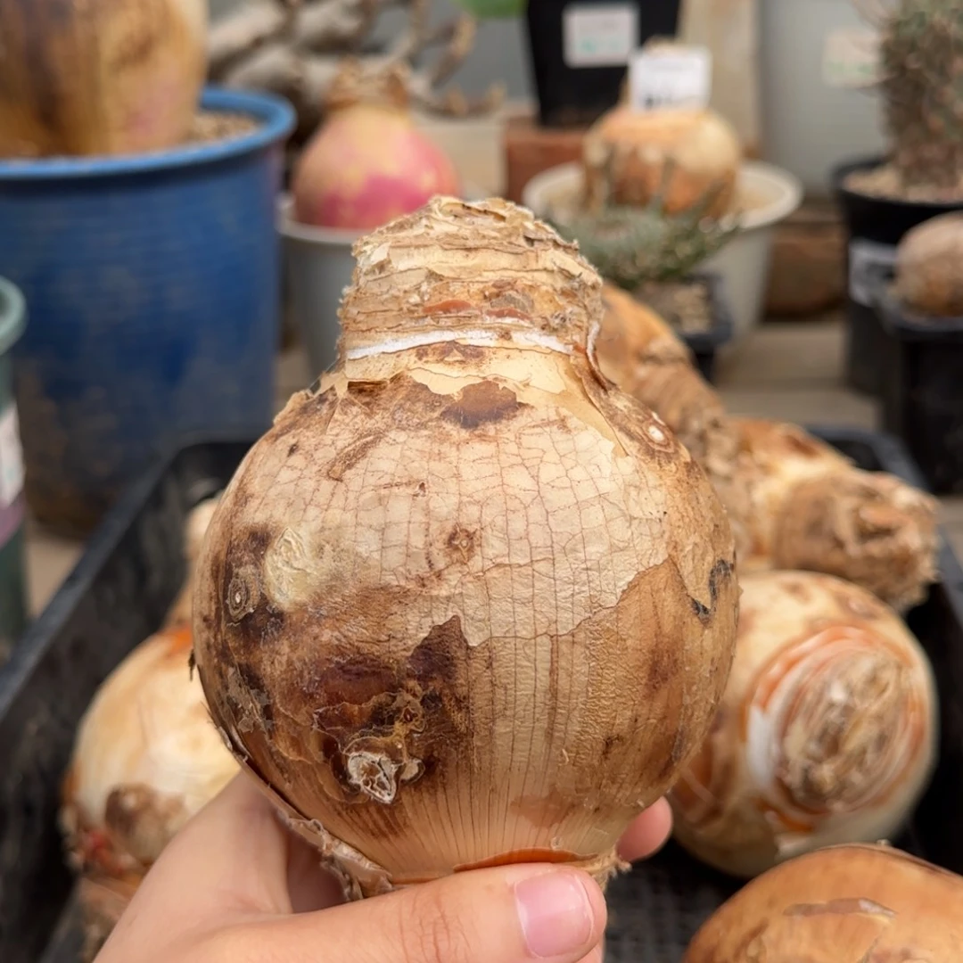 488灯台百合不带盆