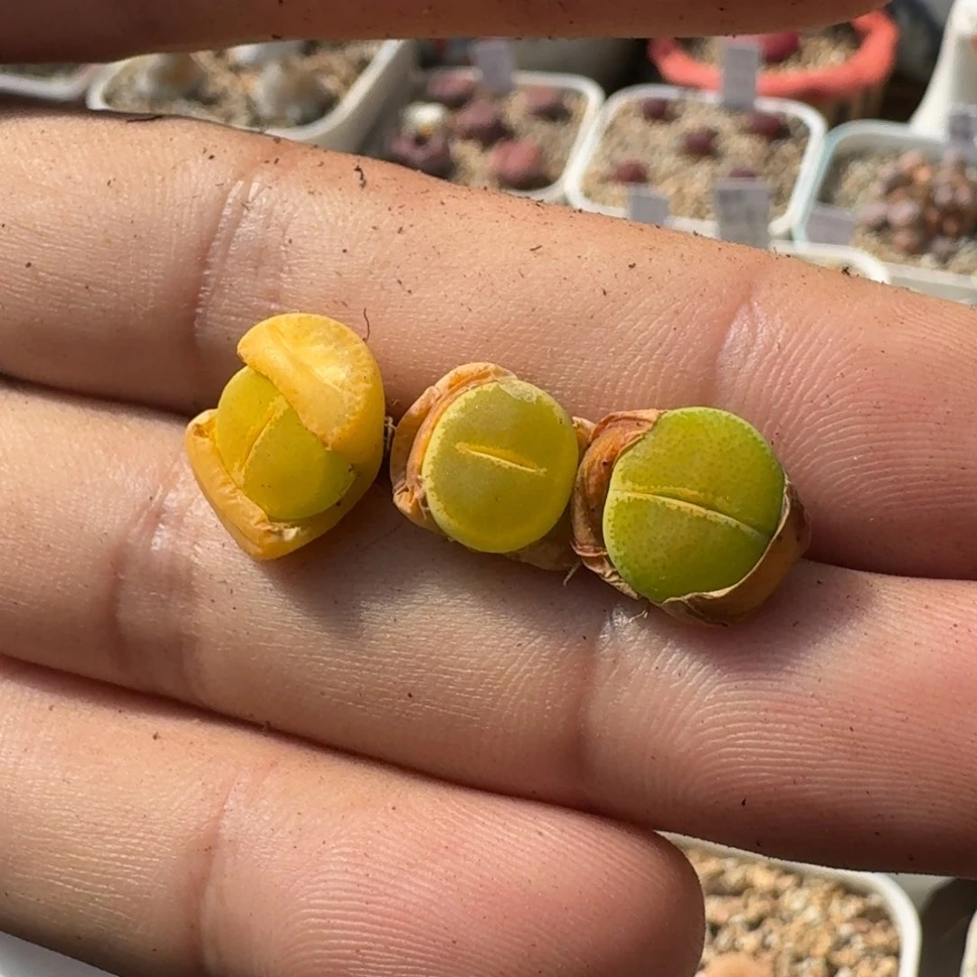 浅****?F532岛田绿帽子两年多