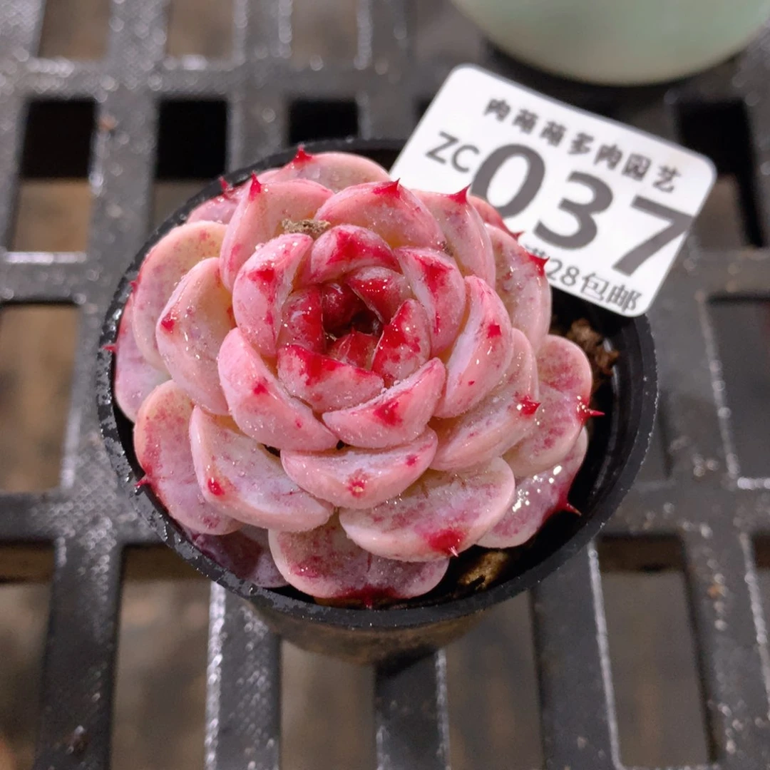 肉萌萌拇指盆精控多肉ZC037