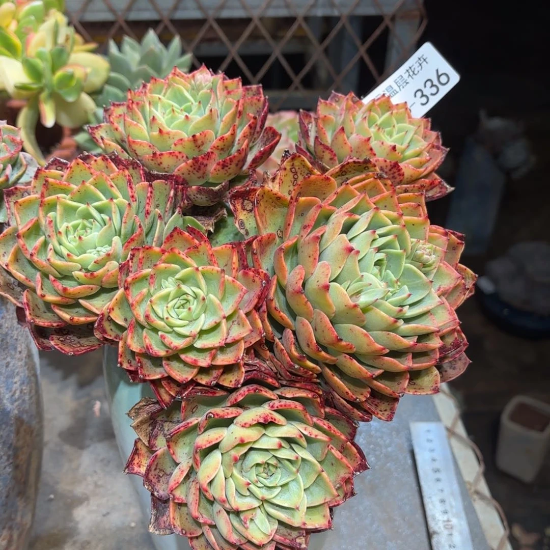 开***兰同温层多肉贝拉多娜336