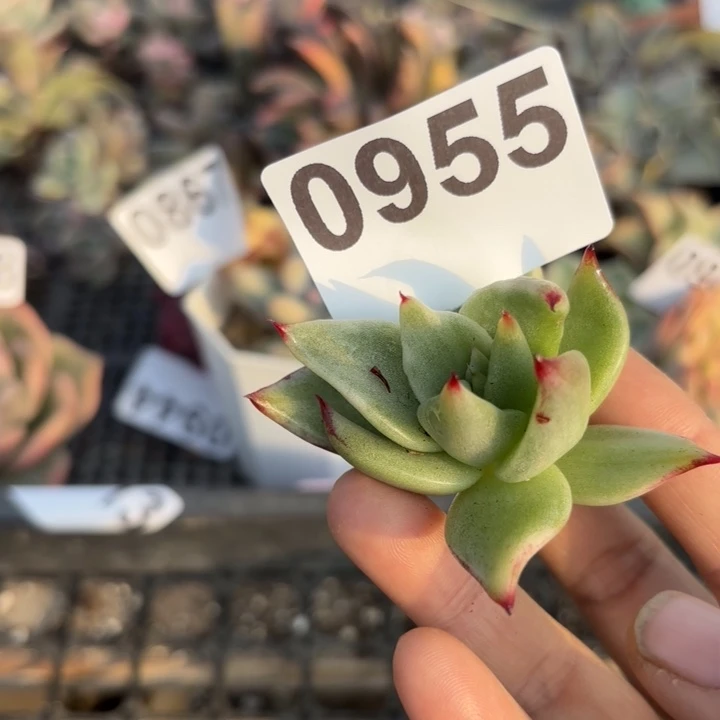 头盖锦满18包邮当场凑单