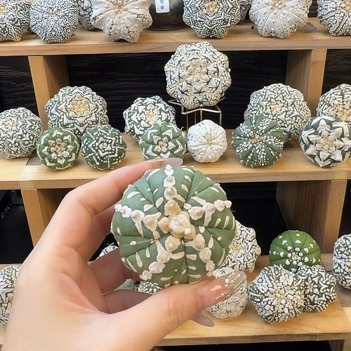 卡***子专拍福利仙人球瑕疵不退换