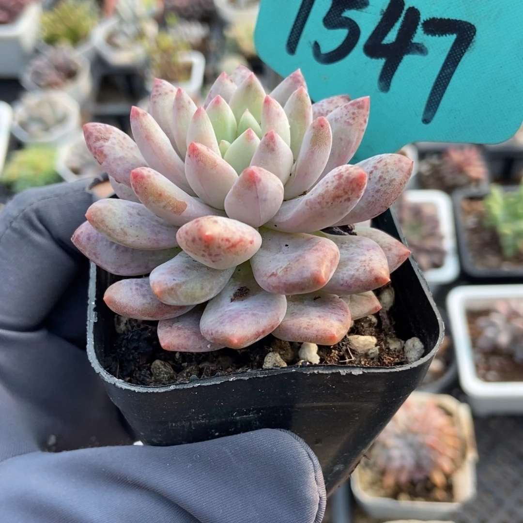 1547半夏多肉植物多肉