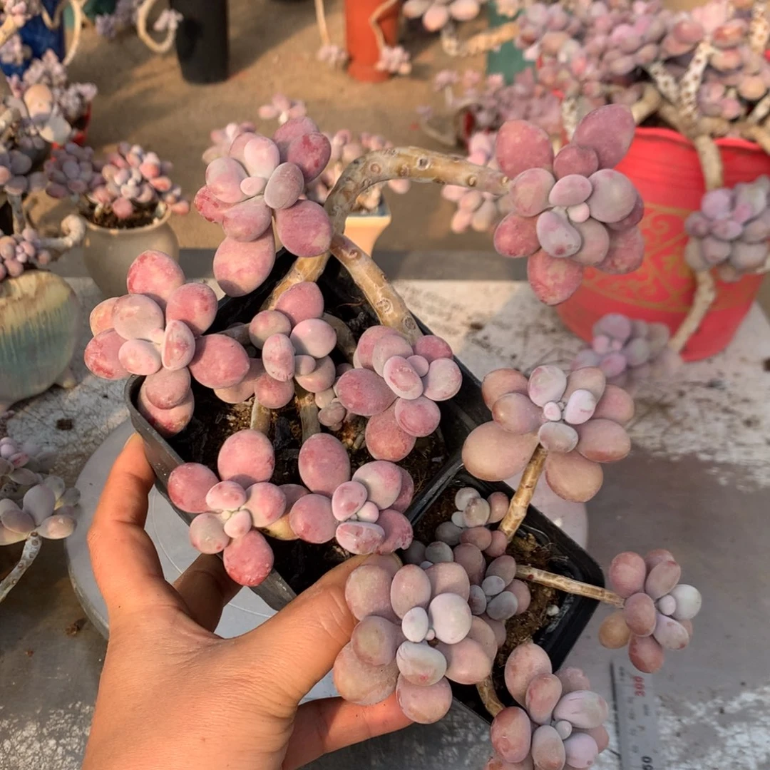 桃蛋老桩不带盆42号