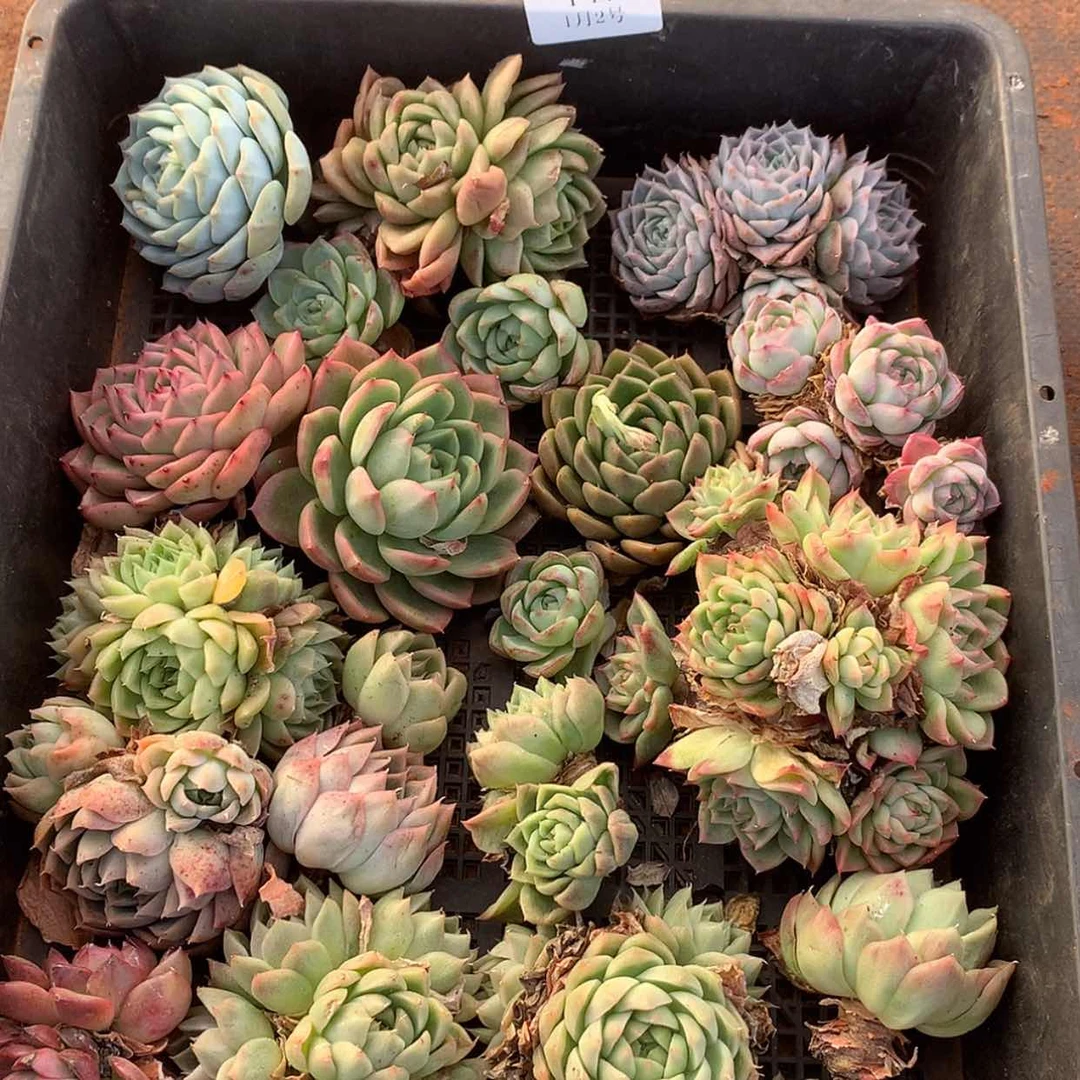 【闪购商品】云147号