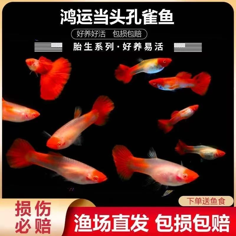 鸿运当头孔雀鱼纯种热带观赏鱼小型凤尾鱼淡水鱼宠物鱼孕母天使鱼