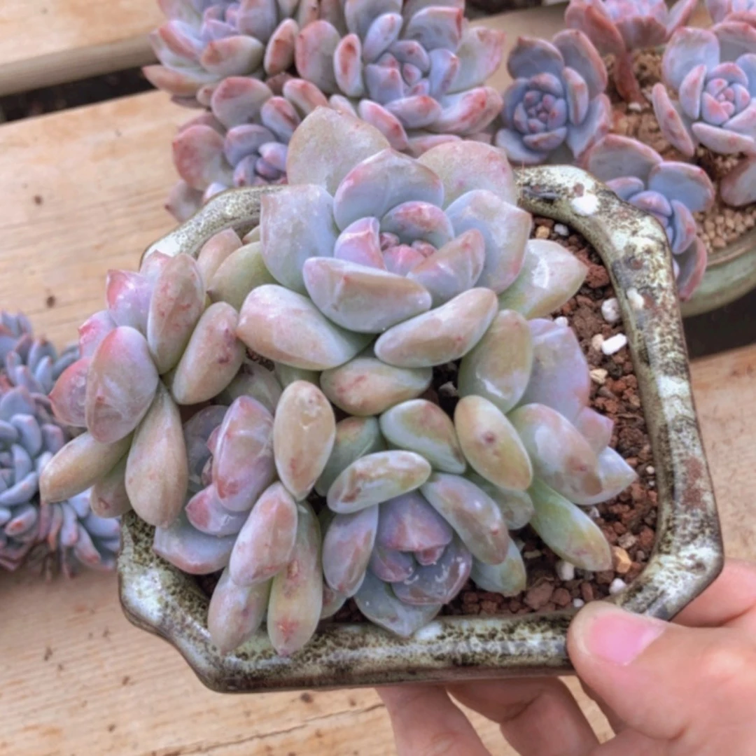 【闪购商品】6头绿底肥仔石榴籽