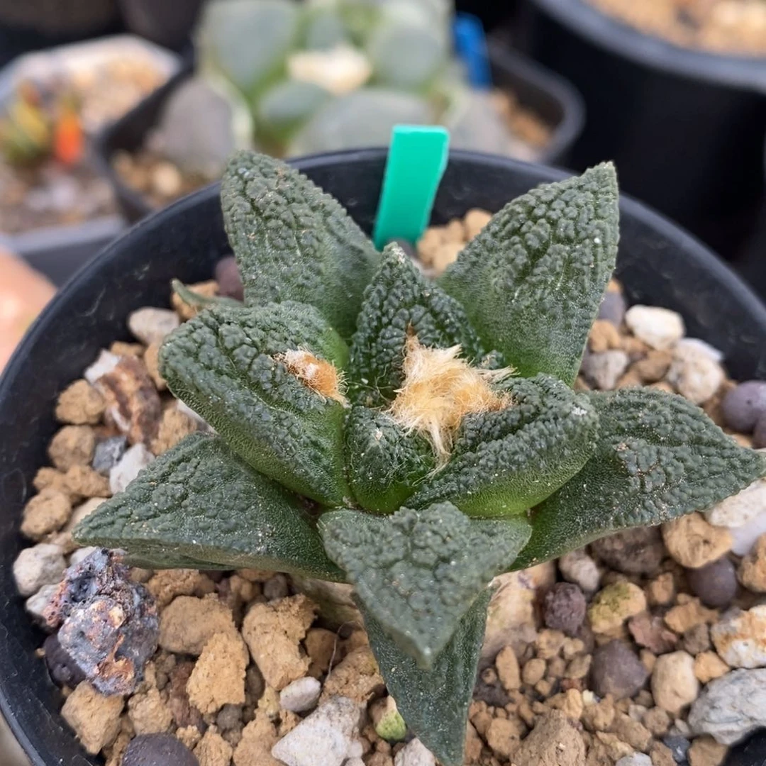 城***爸实生福利福利辛