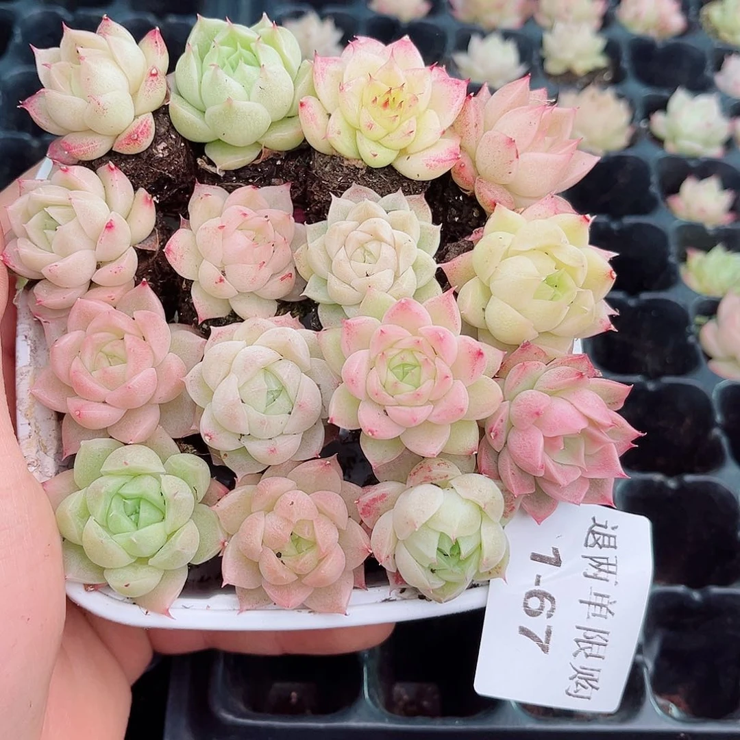 1-67 新疆西藏内蒙不发12.8包邮2-3公分多肉