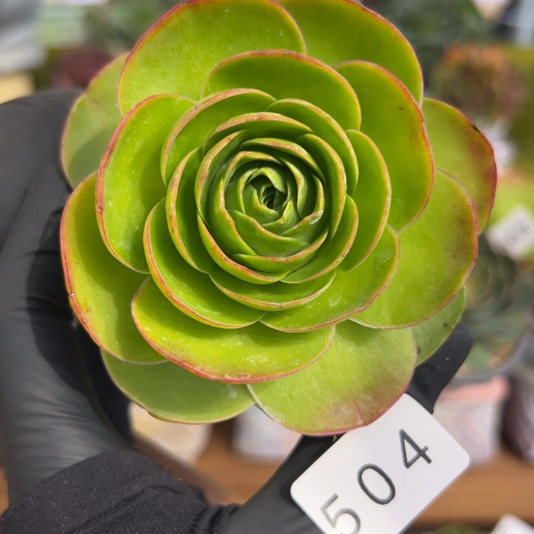 504碧波仙子优选6厘米