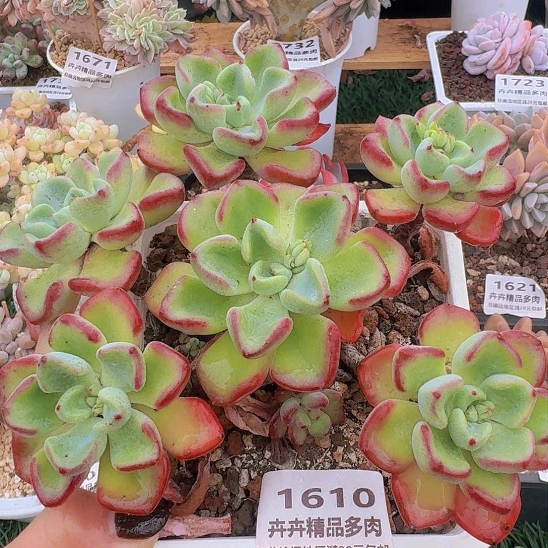 1610一物一拍（满28包邮）