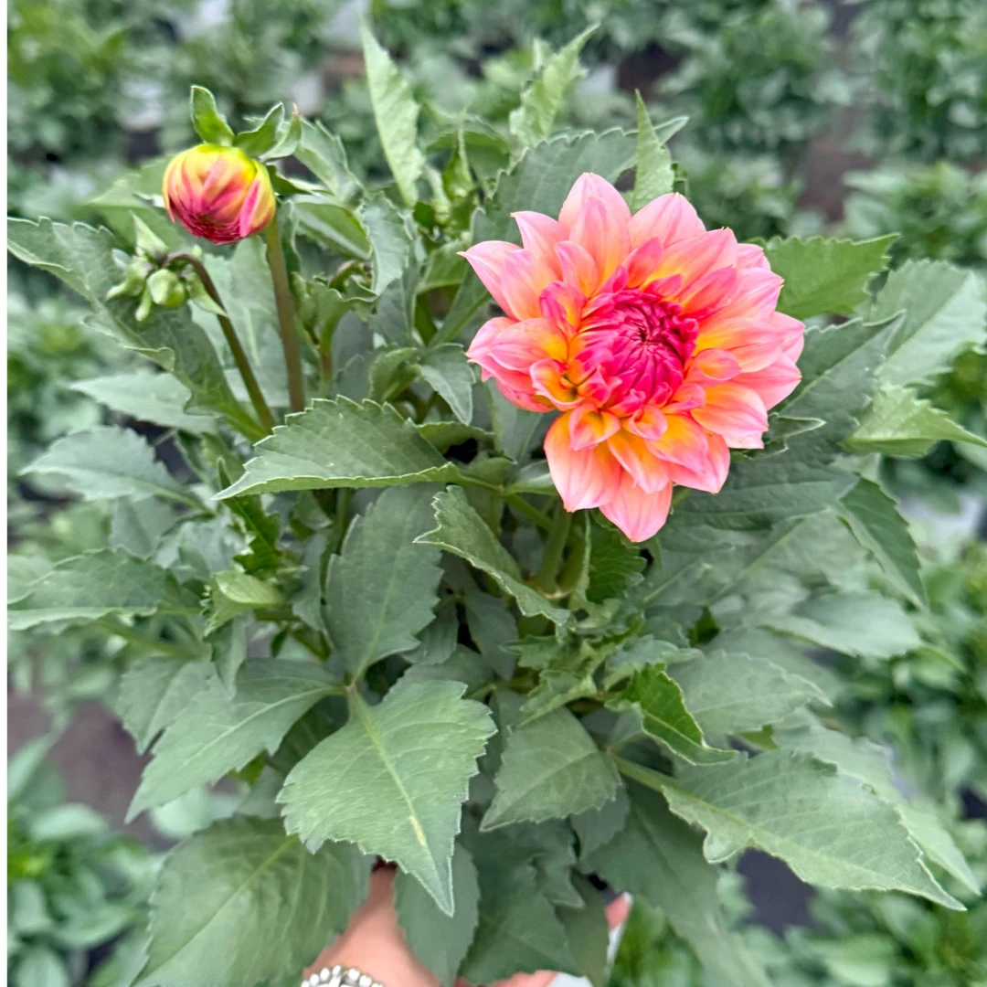 {三文鱼}大丽花盆栽带花苞庭院阳台植物多年生超长花期观赏性强