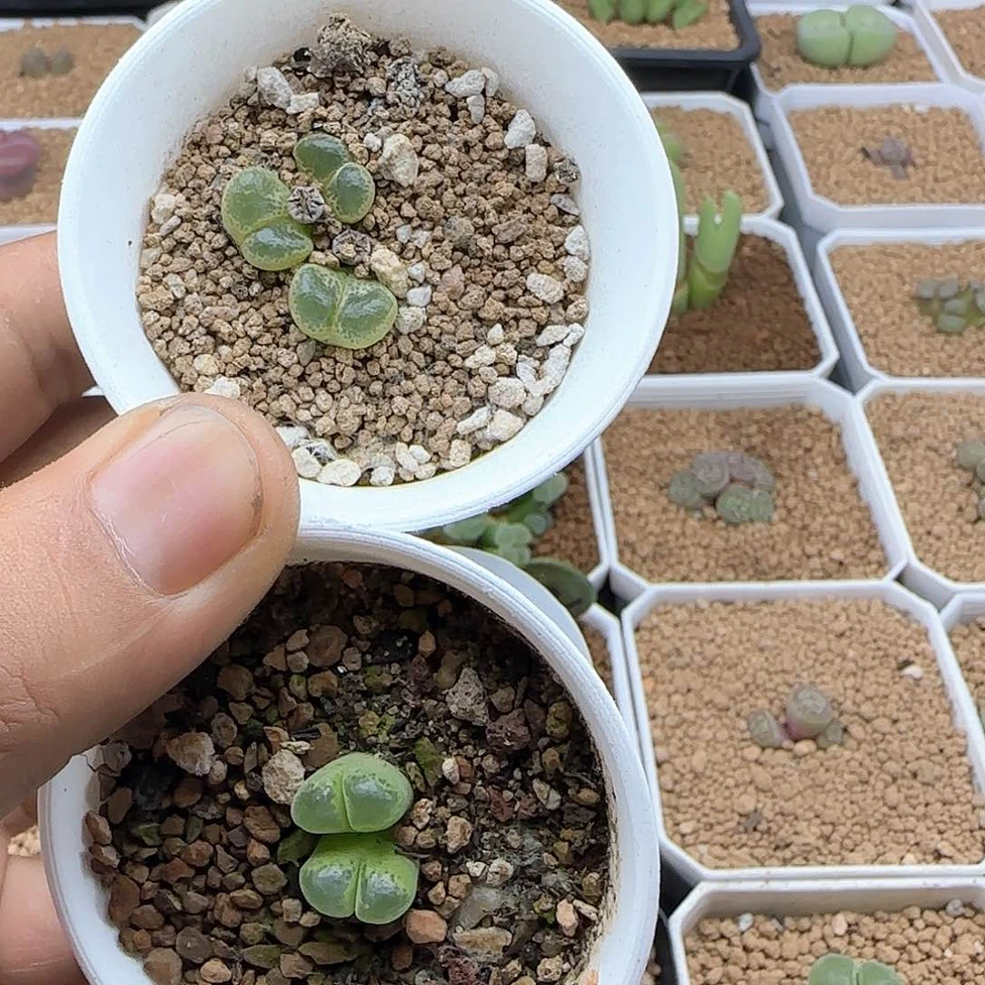 8***4开播福利来啦39796