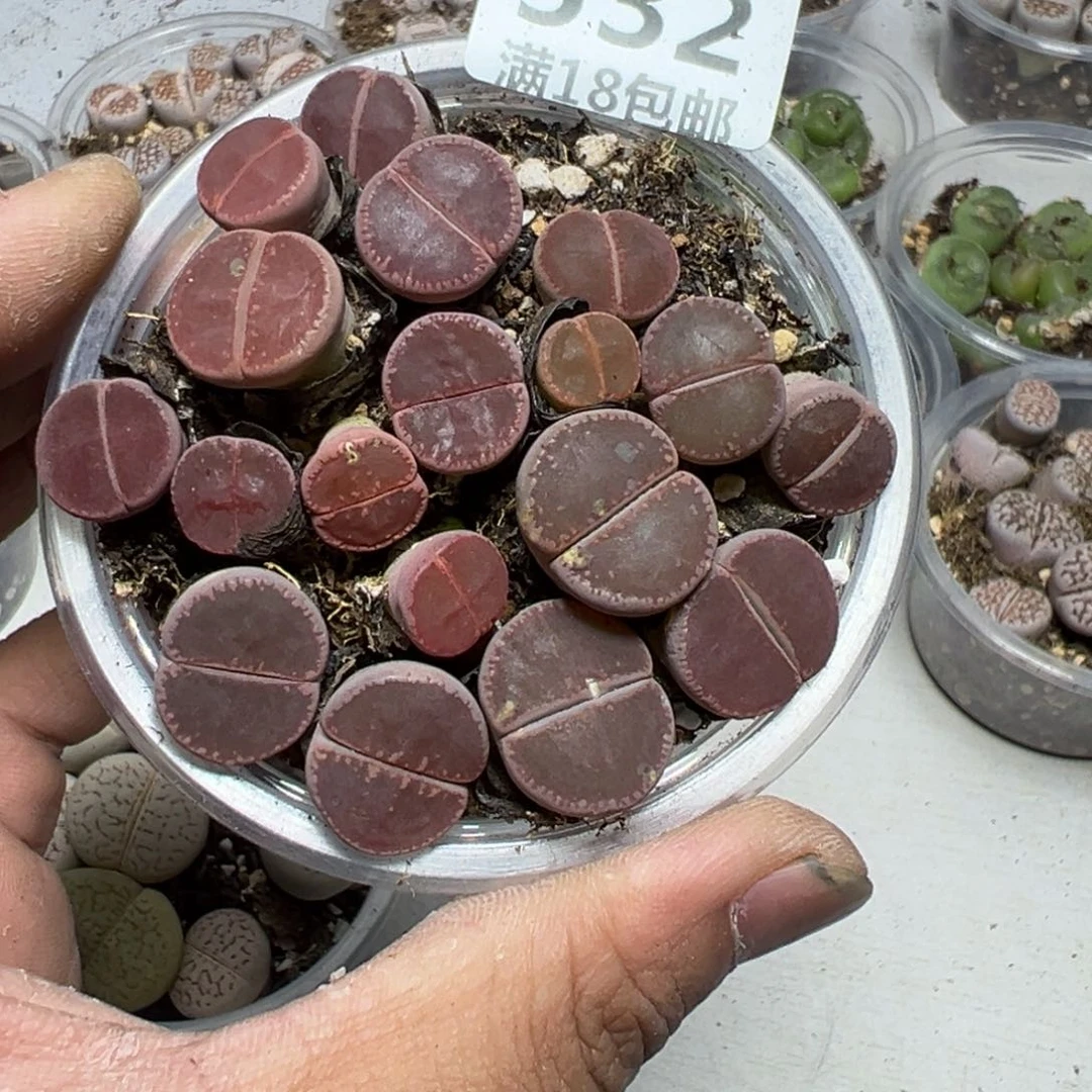 【闪购商品】 532。