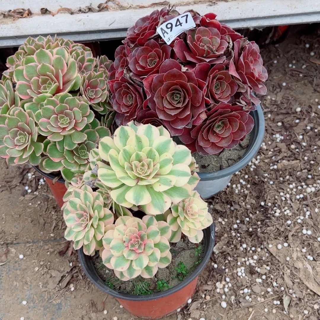 947三颗组合多肉植物法师