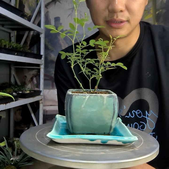 小*中青园艺一物一拍129